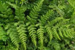 Dryopteris cristata Kamvaren bestellen